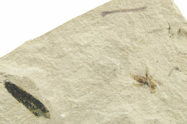 Eocene Fossil Cricket and Mimosite Leaf - Green River Formation #368756